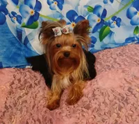 Birdie, a female Yorkshire Terrier for sale in Baker City, OR – 7 of 8