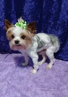 Thumper , a male Yorkshire Terrier for sale in Baker City, OR – 4 of 4