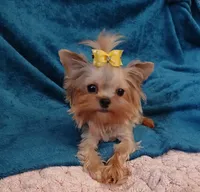 Hannah , a female Yorkshire Terrier for sale in Baker City, OR – 4 of 5
