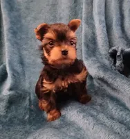 Bear, a male Yorkshire Terrier for sale in Baker City, OR – 3 of 9