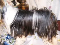 PORSHA, a female Yorkshire Terrier for sale in La Grande, OR – Photo 5 of 5