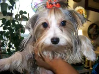 PORSHA, a female Yorkshire Terrier for sale in La Grande, OR – Photo 1 of 5