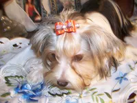 PORSHA, a female Yorkshire Terrier for sale in La Grande, OR – Photo 2 of 5