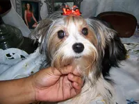 PORSHA, a female Yorkshire Terrier for sale in La Grande, OR – Photo 3 of 5