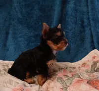Aladdin , a male Yorkshire Terrier for sale in Baker City, OR – 3 of 7