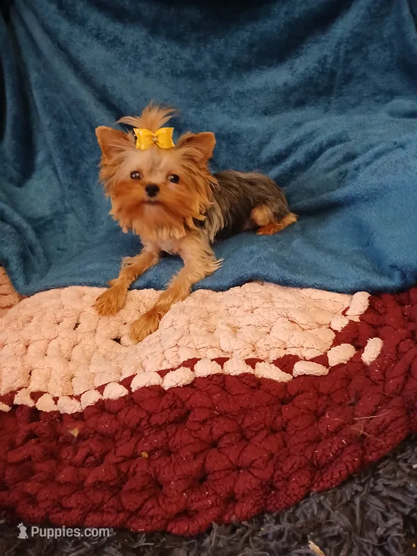 Hannah  – Yorkshire Terrier puppy on hold in Baker City, OR