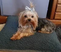 Gizmo, a male Yorkshire Terrier for sale in Baker City, OR – 2 of 5
