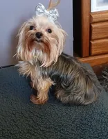 Gizmo, a male Yorkshire Terrier for sale in Baker City, OR – 4 of 5