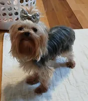 Gizmo, a male Yorkshire Terrier for sale in Baker City, OR – 1 of 5