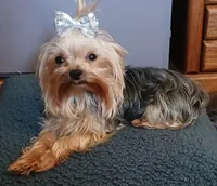 Gizmo, a male Yorkshire Terrier for sale in Baker City, OR – 3 of 5