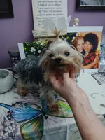 Gizmo, a male Yorkshire Terrier for sale in Baker City, OR – 5 of 5