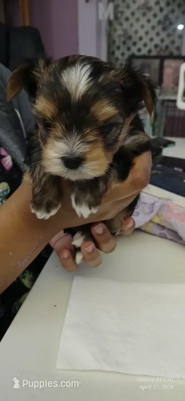 Donnie – Yorkshire Terrier puppy for sale in Baker City, OR