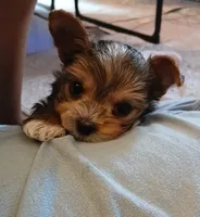 Donnie, a male Yorkshire Terrier for sale in Baker City, OR – 2 of 8