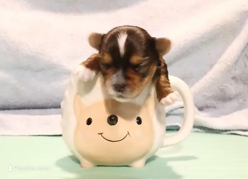 Donnie – Yorkshire Terrier puppy for sale in Baker City, OR