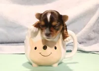 Donnie, a male Yorkshire Terrier for sale in Baker City, OR – Photo 1 of 3