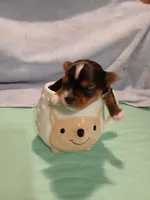 Donnie, a male Yorkshire Terrier for sale in Baker City, OR – Photo 3 of 3