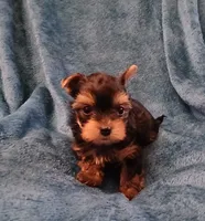 Bear, a male Yorkshire Terrier for sale in Baker City, OR – 8 of 9