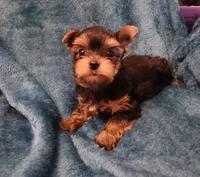 Bear, a male Yorkshire Terrier for sale in Baker City, OR – 7 of 9