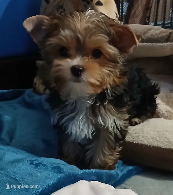 Donnie – Yorkshire Terrier puppy for sale in Baker City, OR