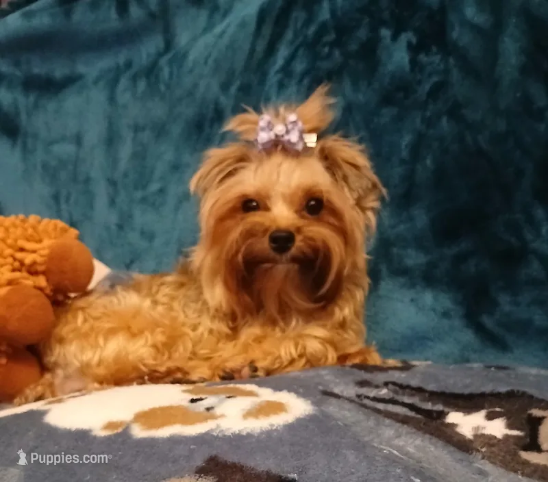 GINGER – Yorkshire Terrier puppy for sale in Baker City, OR