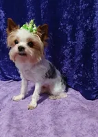 Thumper , a male Yorkshire Terrier for sale in Baker City, OR – 1 of 4