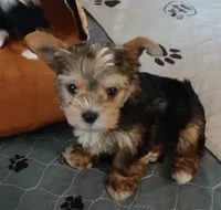 Donnie, a male Yorkshire Terrier for sale in Baker City, OR – 5 of 8