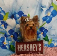 Birdie, a female Yorkshire Terrier for sale in Baker City, OR – 1 of 8