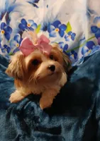 Porsha, a female Yorkshire Terrier for sale in Baker City, OR – 6 of 7