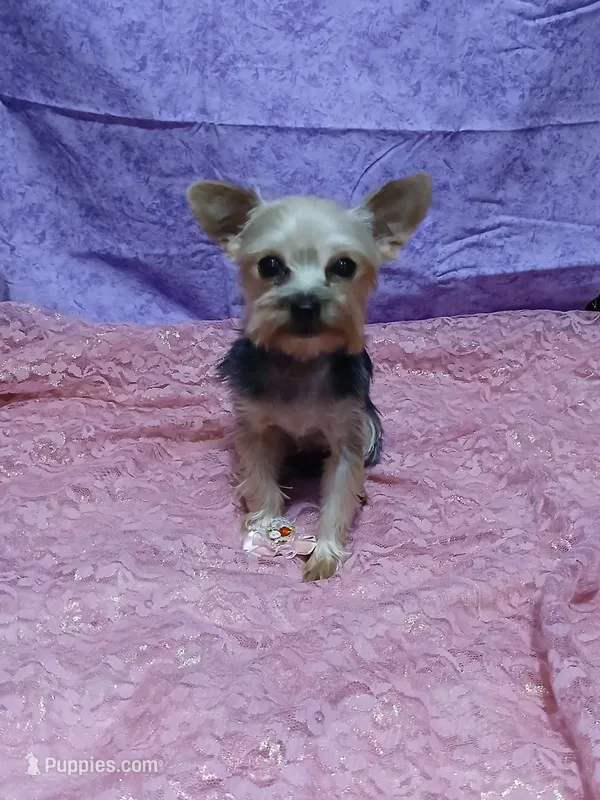 Willow – Yorkshire Terrier puppy for sale in Baker City, OR