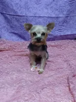 Willow, a female Yorkshire Terrier for sale in Baker City, OR – 1 of 4