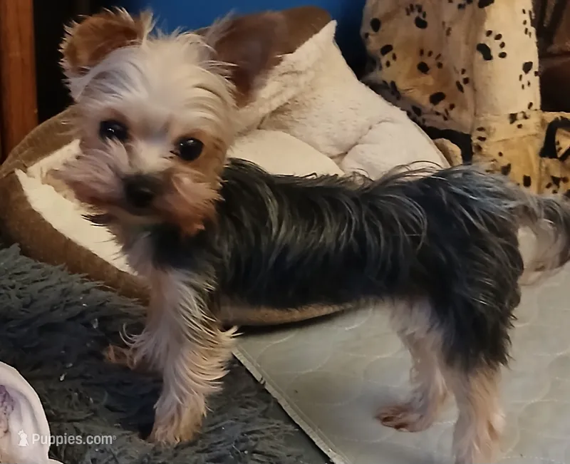 Willow – Yorkshire Terrier puppy for sale in Baker City, OR