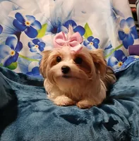 Porsha, a female Yorkshire Terrier for sale in Baker City, OR – 5 of 7