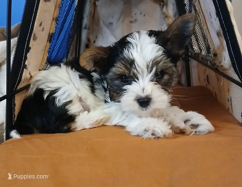 David  – Yorkshire Terrier puppy for sale in Baker City, OR