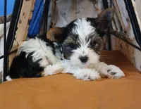 David , a male Yorkshire Terrier for sale in Baker City, OR – 1 of 7