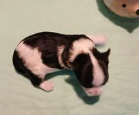 David , a male Yorkshire Terrier for sale in Baker City, OR – Photo 3 of 4