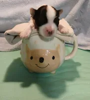 David , a male Yorkshire Terrier for sale in Baker City, OR – Photo 1 of 4