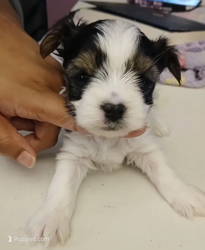 David  – Yorkshire Terrier puppy for sale in Baker City, OR