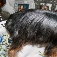 Danny, a male Yorkshire Terrier for sale in Baker City, OR – Photo 2 of 2