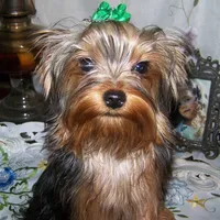 Danny, a male Yorkshire Terrier for sale in Baker City, OR – Photo 1 of 2