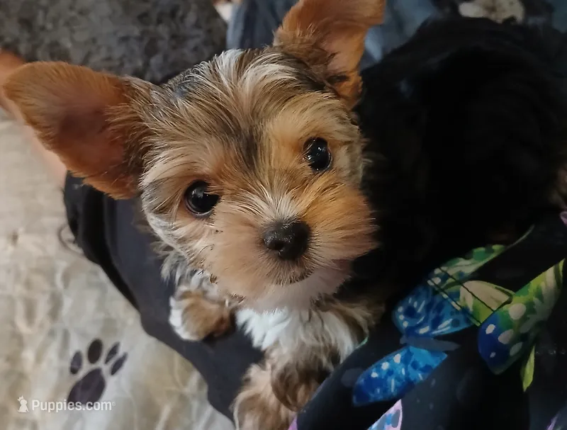 Donnie – Yorkshire Terrier puppy for sale in Baker City, OR