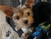 Donnie, a male Yorkshire Terrier for sale in Baker City, OR – 1 of 8