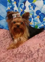 Birdie, a female Yorkshire Terrier for sale in Baker City, OR – 8 of 8