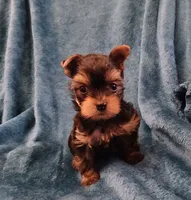 Bear, a male Yorkshire Terrier for sale in Baker City, OR – 9 of 9