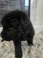 ZUES, a male Newfoundland for sale in Tilton, IL – Photo 1 of 10