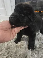 ZUES, a male Newfoundland for sale in Tilton, IL – Photo 3 of 10