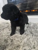 ZUES, a male Newfoundland for sale in Tilton, IL – Photo 7 of 10