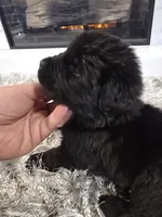 ZUES, a male Newfoundland for sale in Tilton, IL – Photo 2 of 10