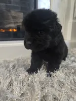 ZUES, a male Newfoundland for sale in Tilton, IL – Photo 8 of 10