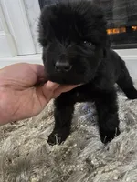 ZUES, a male Newfoundland for sale in Tilton, IL – Photo 4 of 10