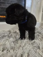 ZUES, a male Newfoundland for sale in Tilton, IL – Photo 6 of 10